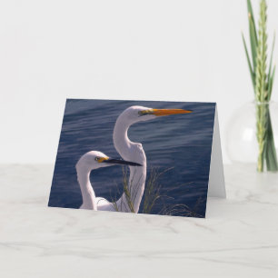 Cartão Posing Egrets