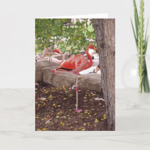 Cartão "Posing Flamingo" Thank You Card