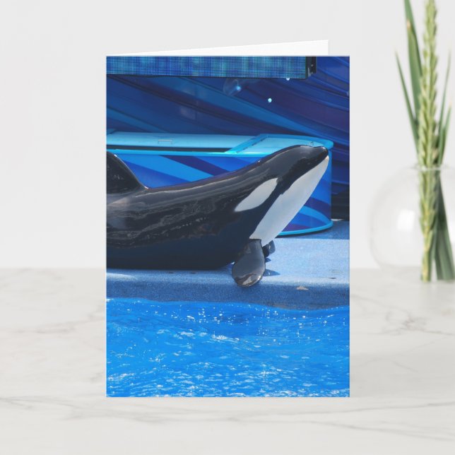 Cartão Posing Orca Greeting Card (Frente)
