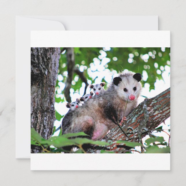 Cartão Possum, mamãe e bebês (Frente)