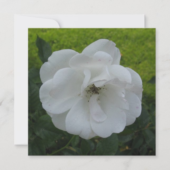 Cartão postal (Frente)