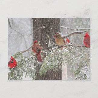 Cartão Postal
