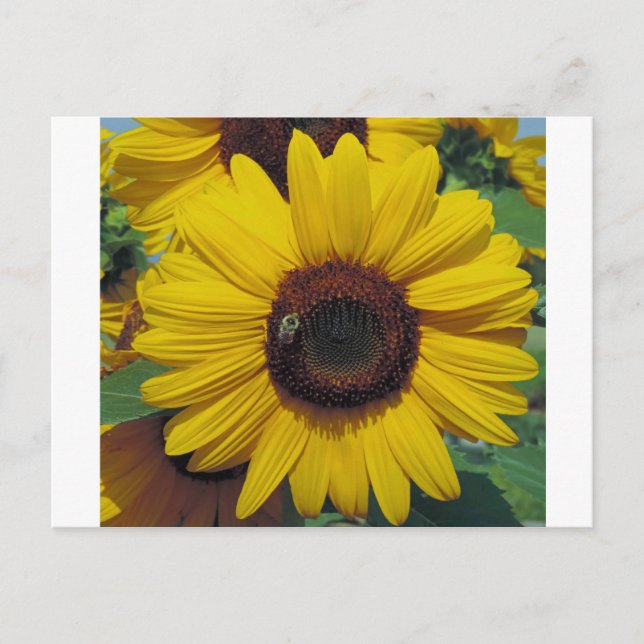 Cartão Postal (Frente)