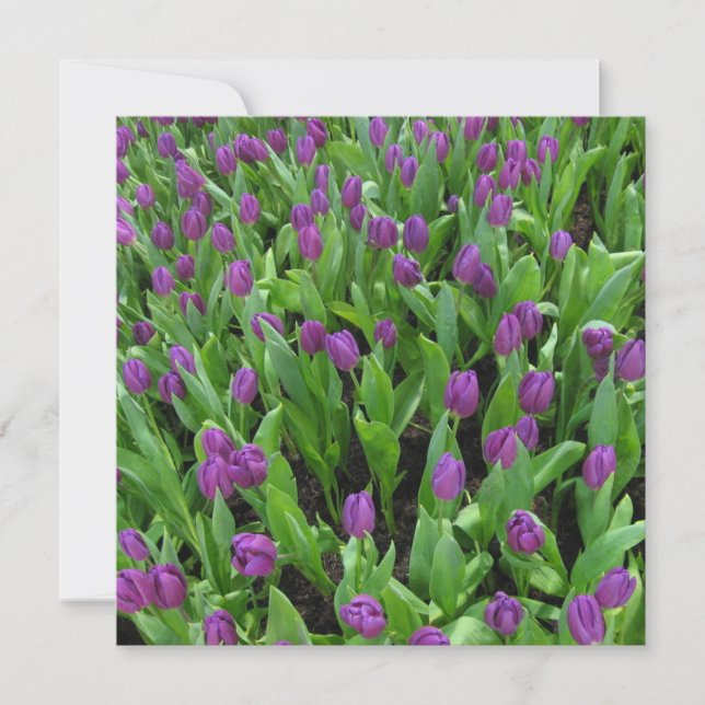 Cartão postal (Frente)