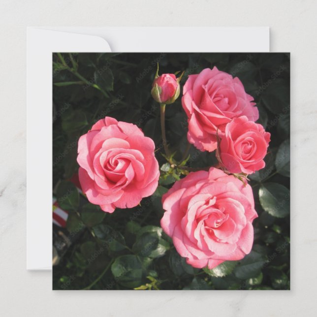 Cartão postal (Frente)