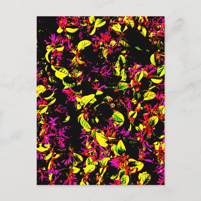 Cartão postal (Frente)