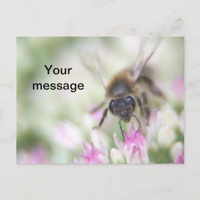 Cartão postal (Frente)