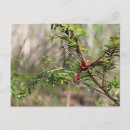 Cartão postal