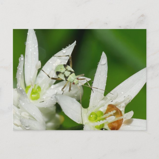 Cartão postal (Frente)