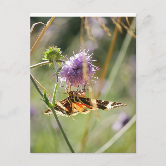 Cartão postal (Frente)