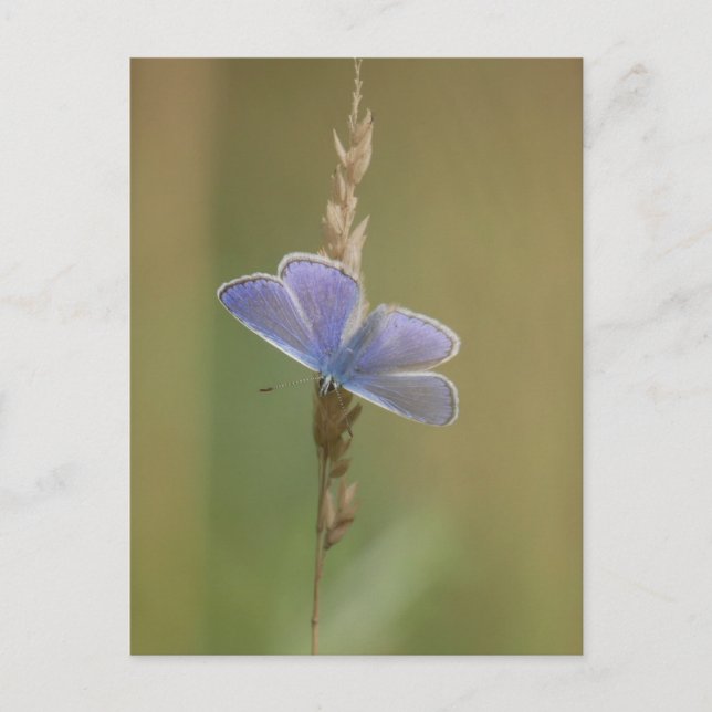 Cartão postal (Frente)