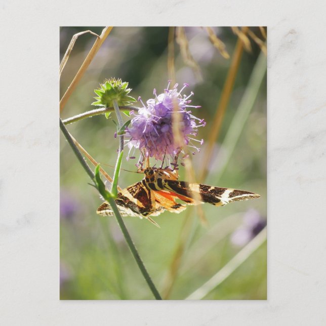 Cartão postal (Frente)