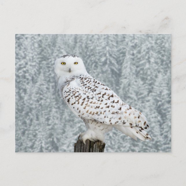 Cartão postal (Frente)