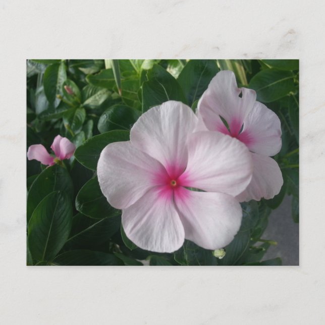 Cartão Postal (Frente)