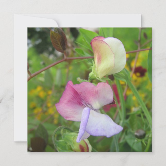 Cartão postal (Frente)