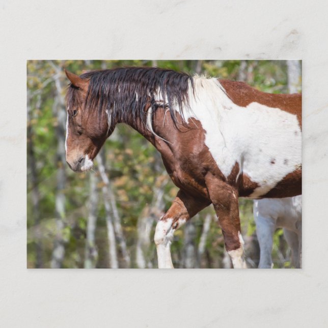 Cartão postal (Frente)
