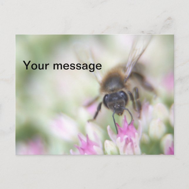 Cartão postal (Frente)