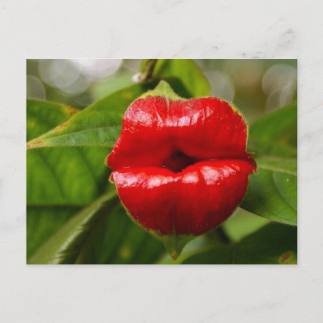 Cartão Postal (Frente)