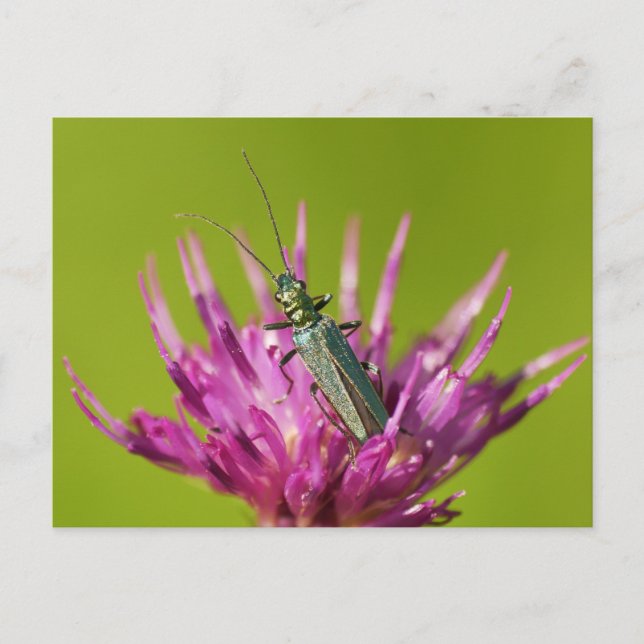 Cartão postal (Frente)