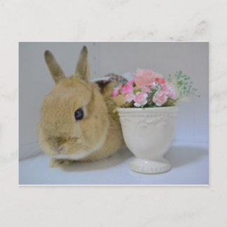 CARTÃO POSTAL か わ い い う さ ぎ