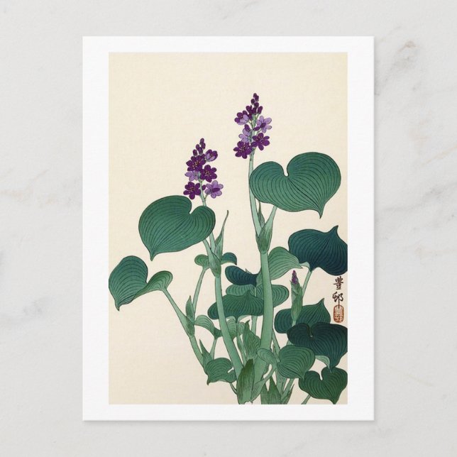 Cartão Postal ギ ボ の 花, 古 Purlowering Hosta, Ohara Koson (Frente)