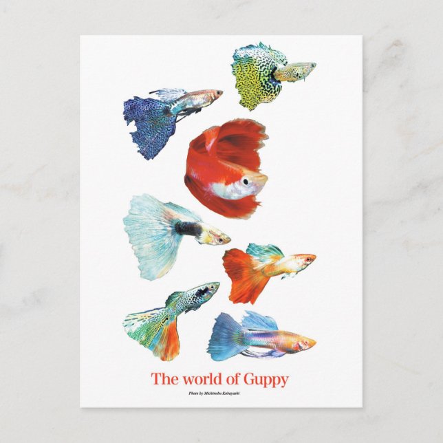 CARTÃO POSTAL グ ー ・ グ ズ (Frente)