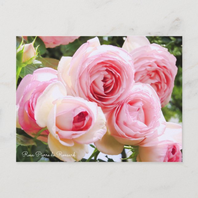 CARTÃO POSTAL ピエール・ドゥ・ロンサール (Frente)