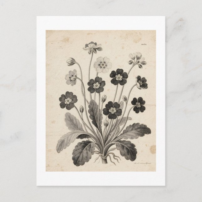 CARTÃO POSTAL ポストカード (Frente)