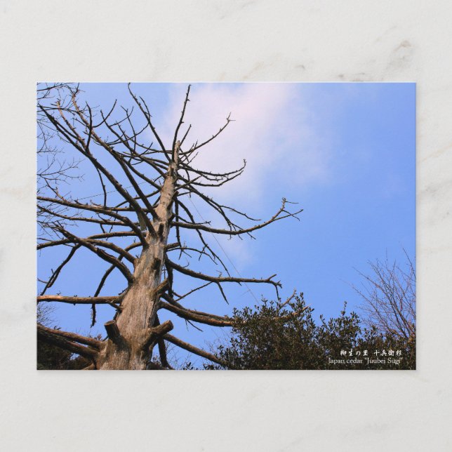 Cartão Postal 柳 生 の 里"十 兵 衛 杉s":Cartão postal (Frente)