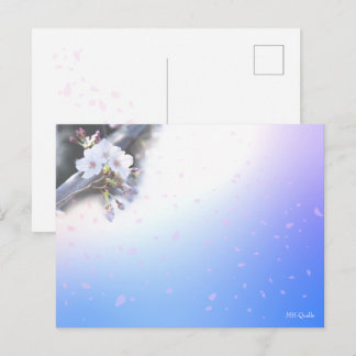 CARTÃO POSTAL 桜のシーズンポストカード 