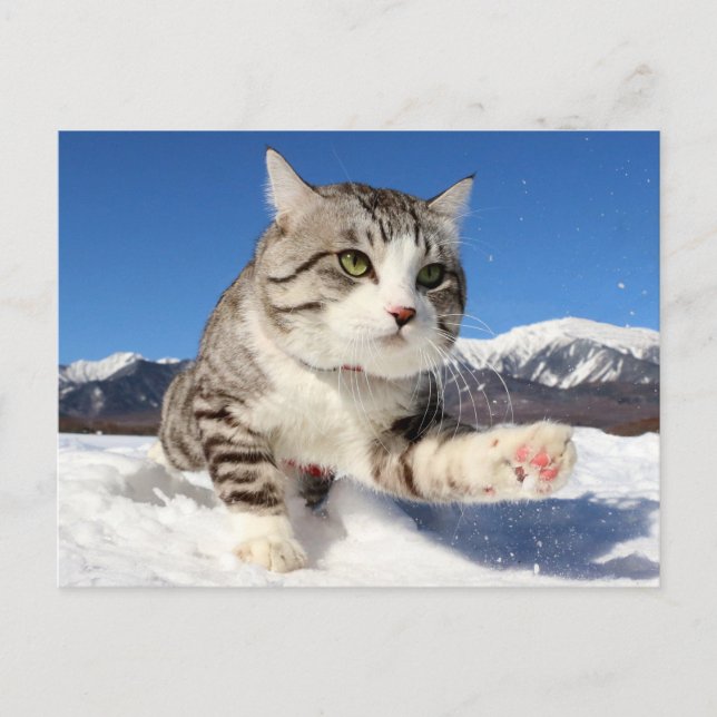 CARTÃO POSTAL 野良猫ニャン吉【肉球全開！】 (Frente)