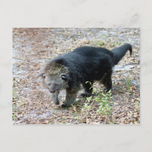 Cartão Postal 003Bearcat