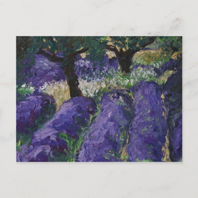 Cartão Postal 0063-o campo de lavanda (Frente)