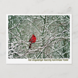 CARTÃO POSTAL 080806-25-APC