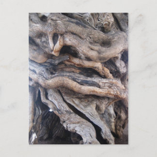 Cartão Postal 1000 Jahre älter Olivenbaum