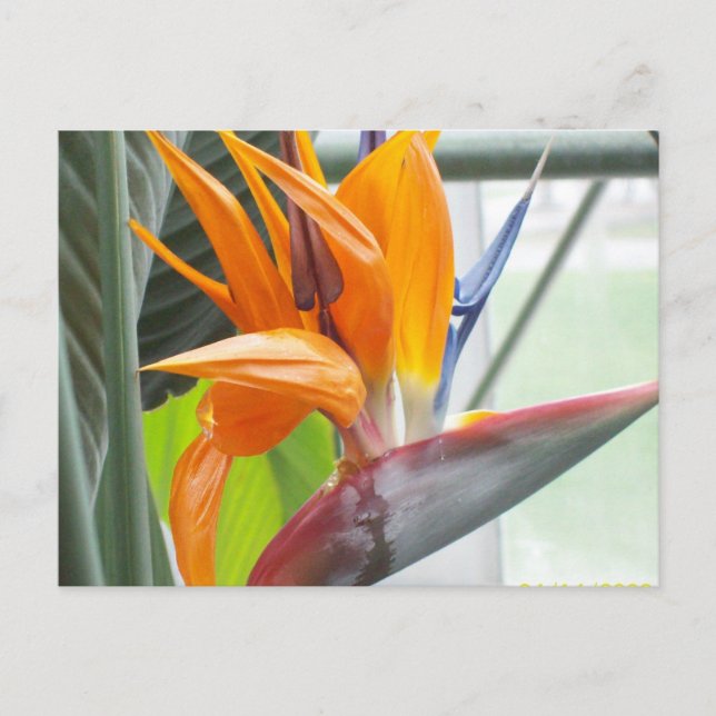 Cartão Postal 100_0344Cartão postal---AVE DO PARAÍSO (Frente)