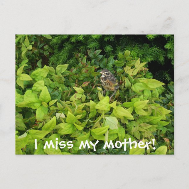 Cartão Postal 100_1805, sinto falta da minha mãe! (Frente)