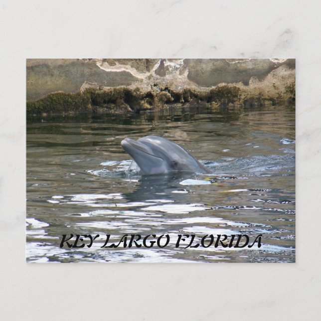 CARTÃO POSTAL 100_8578, CHAVE LARGO FLORIDA (Frente)