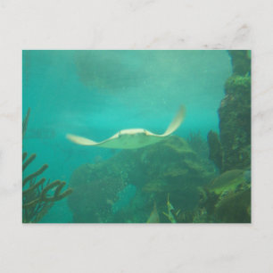 Cartão Postal 104_3660 - Sting Ray Postcard