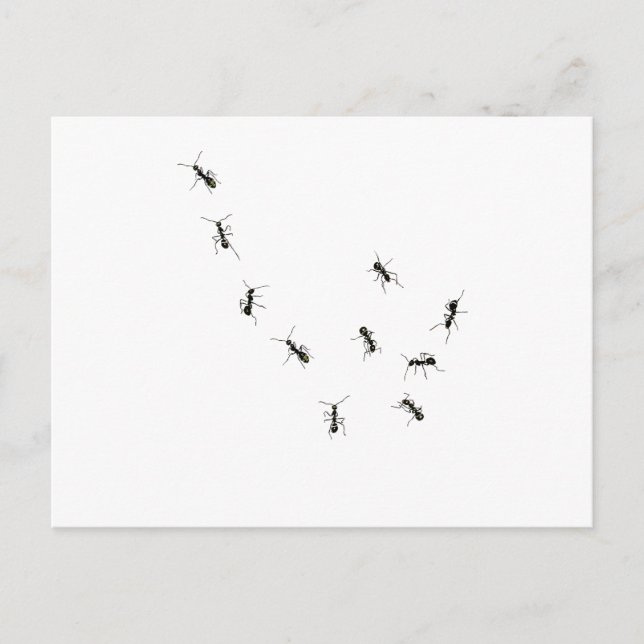 Cartão Postal 10 formigas (Frente)