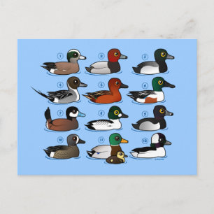 Cartão Postal 12 Patos