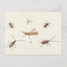 Cartão Postal 17º C. Desenho de arte de sete insetos diferentes