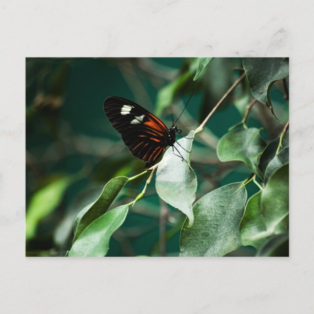 Cartão postal 184 (Frente)