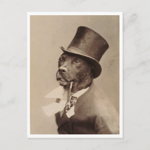 Cartão Postal 1894 Foto Antiga de Cachorro Hamburgo Alemanha Res
