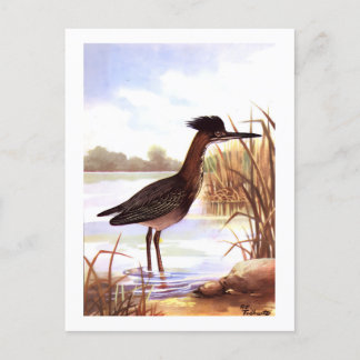 Cartão Postal 1926 Vintage TODHUNTER BIRDS "GREEN HERON" assinad