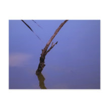 #1-Etang de Scamandre en Camargue.