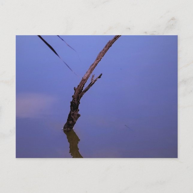 Cartão Postal #1-Etang de Scamandre en Camargue. (Frente)