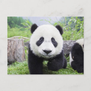 Cartão Postal 20_baby_animais (9) CUTA PANDA CUB ANIMAIS SELVAGE