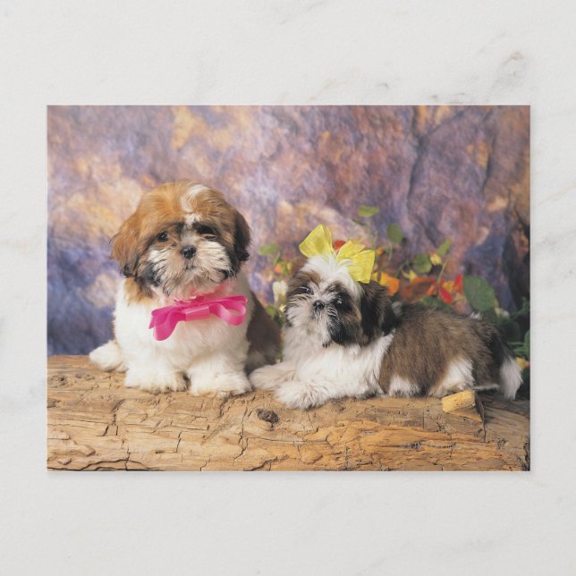 CARTÃO POSTAL 24095243 (Frente)