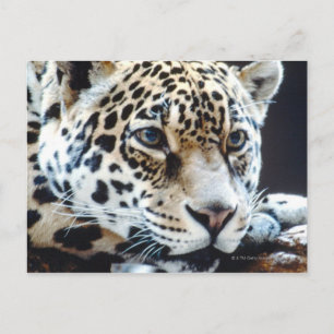 CARTÃO POSTAL 24114363